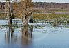 Along hwy 90 east of tallahassee - florida 14  - 014 von Heinz Hehenberger