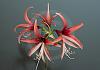 Amaryllis 13  - 032 von Heinz Hehenberger