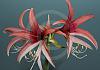 Amaryllis 13  - 038 von Heinz Hehenberger