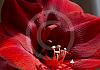Amaryllis 15  - 009 von Heinz Hehenberger