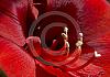 Amaryllis 15  - 014 von Heinz Hehenberger