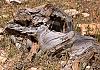 Aphrodite-Trail---S-Cyprus-12+---086 1 von Heinz Hehenberger