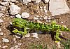 Bellapais-Trail---N-Cyprus-12+---087 1 von Heinz Hehenberger