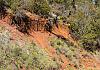Chiricahua Ntl. Mon.  AZ  11 April 19+  037 von Heinz Hehenberger