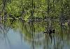 Chugiach ste park - alaska 2004-2 von Heinz Hehenberger