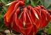 Flowers - canaries 03 -012 von Heinz Hehenberger