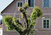 Haslach 12  - 064 von Heinz Hehenberger
