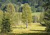 Hochmoor chalupska im nationalpark sumava-haidmuehle - cz -  12  - 032 1 von Heinz Hehenberger