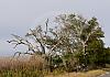 Hwys 56 57 south of houma - lousiana 14  - 061 von Heinz Hehenberger