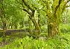 Ireland - Connemara Ntl. Park  17 June 17+ - 001 von Heinz Hehenberger