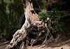 Kee-Beach---Kauai---Hawaii-10+---050 von Heinz Hehenberger