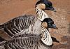 Nene-geese---Kilauea-Point---Kauai---Hawai'i-10+---018 von Heinz Hehenberger