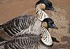 Nene geese - kilauea point - kauai - hawai  i 10  - 018 1 von Heinz Hehenberger