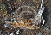 Overnight-stay-near-Seward---Alaska-04+---024 1 von Heinz Hehenberger