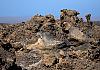 P. N. Timanfaya - Lanzarote 02 Nov. 16+ - 023 von Heinz Hehenberger