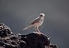 P. N. Timanfaya - Lanzarote 02 Nov. 16+ - 057 von Heinz Hehenberger