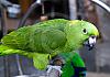 Parrots-01-07+---054 von Heinz Hehenberger
