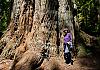 Redwood ntl. park - northcalifornia 15  - 037 von Heinz Hehenberger