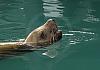 Seals - alaska 04 -001 von Heinz Hehenberger