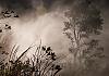 Sulphur-Banks-Trail---Big-Island---Hawaii-10+---017 von Heinz Hehenberger