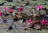 Tam Coc - Ninh Binh - Vietnam 12+ - 216 1 von Heinz Hehenberger