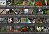 Thumbnails-Kunterbunt-Set-1+---005 von Heinz Hehenberger