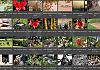 Thumbnails-Kunterbunt-Set-1+---011 von Heinz Hehenberger