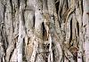 Trees---Hawaii-01+-041 von Heinz Hehenberger