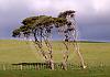 Waipoua Kauri Forest-Muriwei Beach NI - New Zealand 06+ - 016 von Heinz Hehenberger