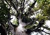 Waipoua Kauri Forest NI - New Zealand 06+ - 013 von Heinz Hehenberger