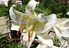 Botanical gardens - Funchal - Madeira 05+ - 034 von Heinz Hehenberger