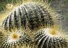 Cacti - seattle 07  - 017 von Heinz Hehenberger