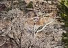 Canyon de Chelly North Rim  Arizona  23 April 19+  158 von Heinz Hehenberger