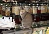 Cats---Hongkong-07-001+ von Heinz Hehenberger