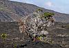 Chain of craters road - big island - hawaii 10  - 047 von Heinz Hehenberger