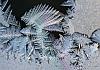 Frost patterns 22 jan. 16  - 032 von Heinz Hehenberger