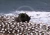 Gannets on muriwai beach ni - new zealand 06  - 031 von Heinz Hehenberger