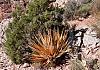 Grand Canyon-Bright Angel Trail - Arizona 10+ 029 1 von Heinz Hehenberger