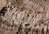Horse-Thief-Canyon-near-Drumheller---Alberta---Canada-11+---012 von Heinz Hehenberger