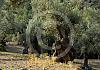 Olivenbäume in Deia  - Mallorca 2013 - 021 von Heinz Hehenberger