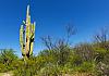 Saguaro Natl. Park near Tucson  AZ  10. April 19+  095 von Heinz Hehenberger