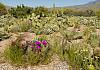 Saguaro Natl. Park near Tucson  AZ  10. April 19+  119 von Heinz Hehenberger