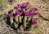 Saguaro Natl. Park near Tucson  AZ  10. April 19+  156 von Heinz Hehenberger