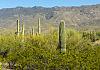 Saguaro Natl. Park near Tucson  AZ  10. April 19+  171 von Heinz Hehenberger