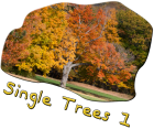 Single Trees 1