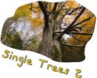 Single Trees 2