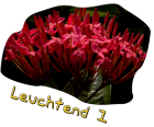 Leuchtend 1